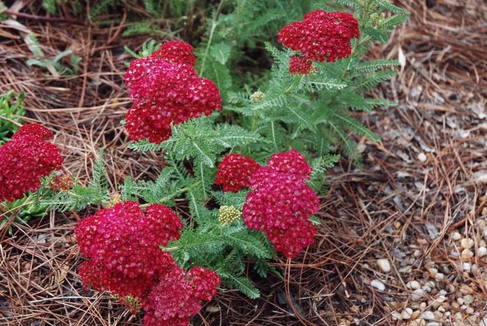 Achillea millefolium Tutti Frutti™ Pomegranate