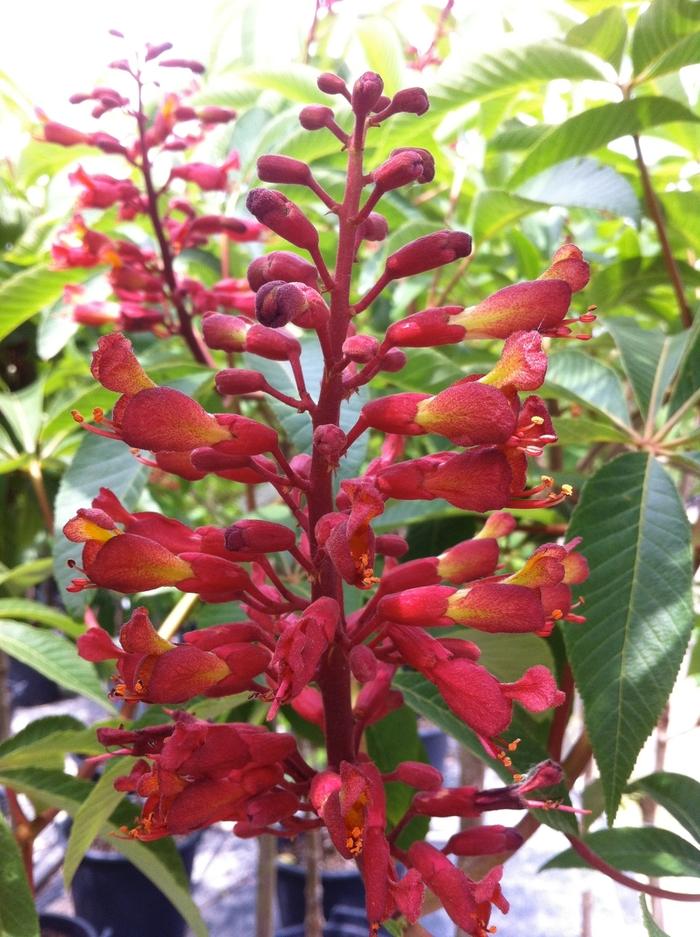 Aesculus pavia