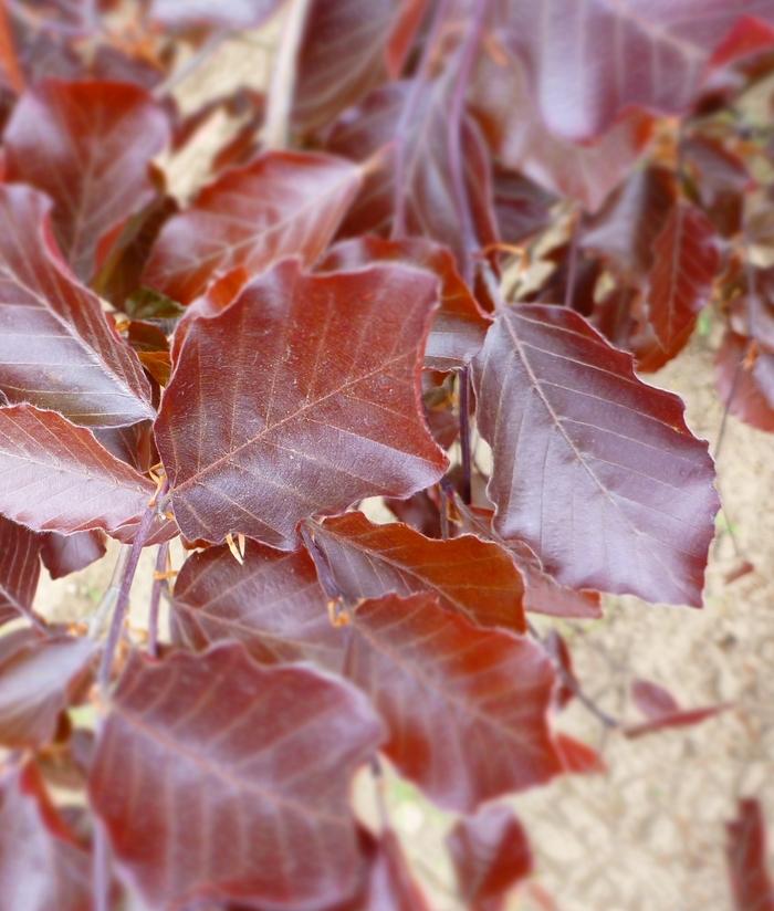 Fagus sylvatica Riversii