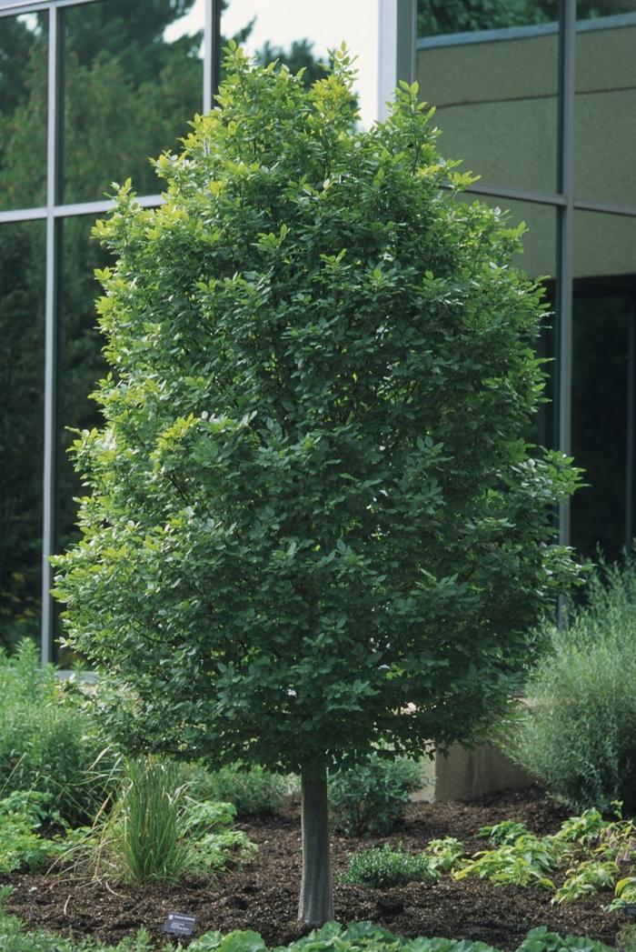 Carpinus betulus