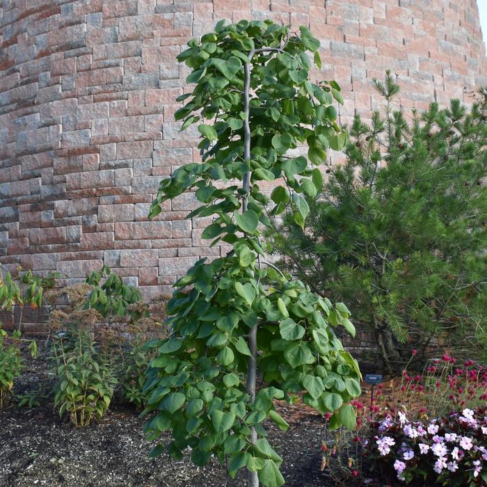 Cercis canadensis Golden Falls®