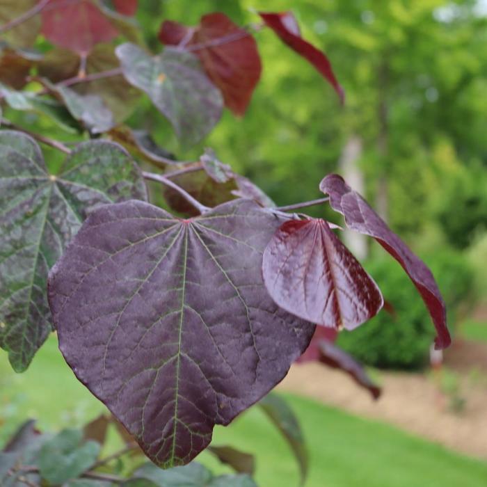 Cercis canadensis Midnight Express®