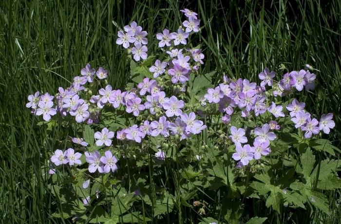 Geranium maculatum