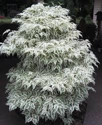 Cornus kousa 'Summer Fun' - Dogwood from Maple Lane Nursery