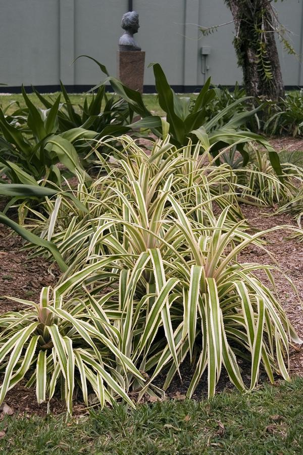 GR-Miscanthus s. Variegatus - from Maple Lane Nursery