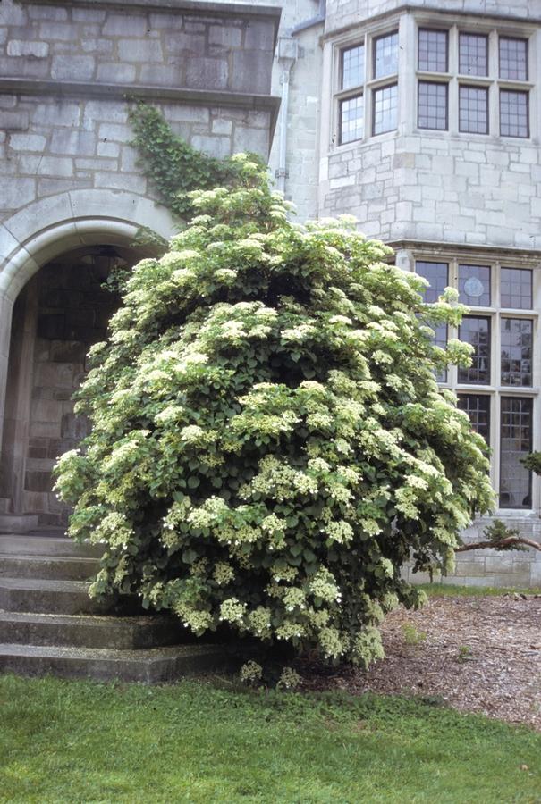 Hydrangea anomala petiolaris - Climbing Hydrangea from Maple Lane Nursery