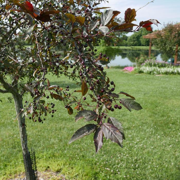 Malus 'Royal Rain Drops' - Crabapple from Maple Lane Nursery