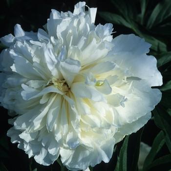 Paeonia lactiflora 'Duchess de Nemours' - Peony from Maple Lane Nursery