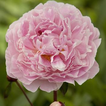 Paeonia lactiflora 'Sarah Bernhardt' - Peony from Maple Lane Nursery