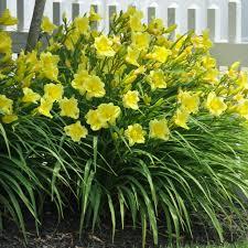Hemerocallis 'Fragrant Returns' - Daylily from Maple Lane Nursery