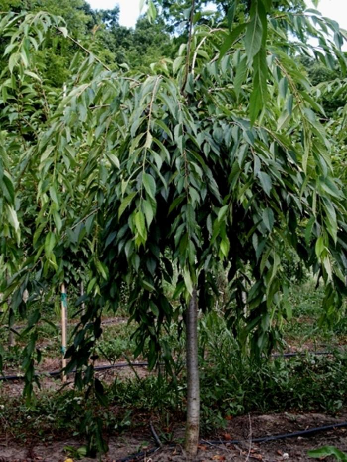 Prunus subhirtella Pendula Flora Plena