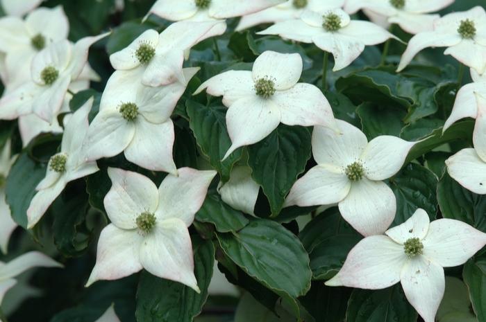 Cornus kousa Ed Mezitt