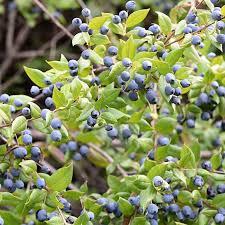 Vaccinium 'Northcountry' - Blueberry from Maple Lane Nursery