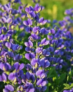 Baptisia Decadence� 'Blueberry Sundae' - False Indigo from Maple Lane Nursery