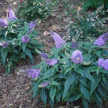 Buddleia Pugster� 'Amethyst' - Butterfly Bush from Maple Lane Nursery