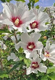 Hibiscus syriacus 'Helene' - Rose of Sharon from Maple Lane Nursery