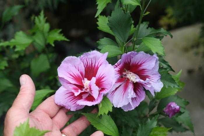 Hibiscus syriacus Purple Pillar®
