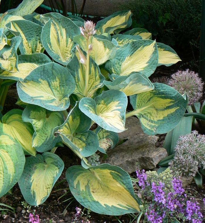 Hosta Great Expectations