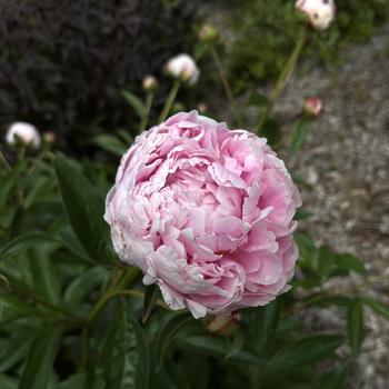 Paeonia lactiflora 'Sarah Bernhardt' - Peony from Maple Lane Nursery
