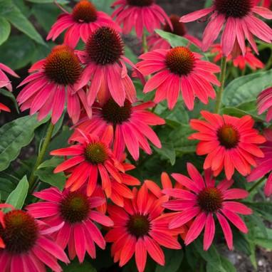 Echinacea Summersong™ Firefinch™