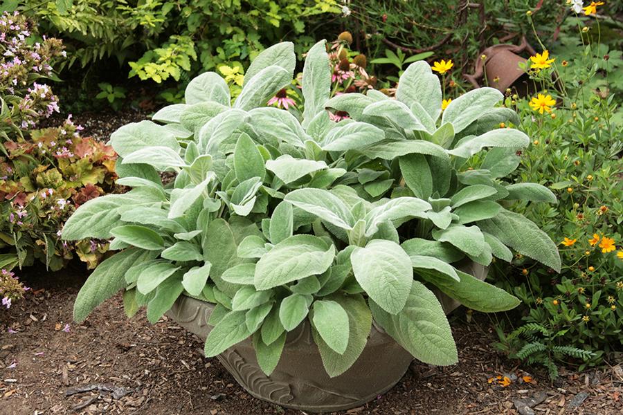 Stachys byzantina Helene von Stein