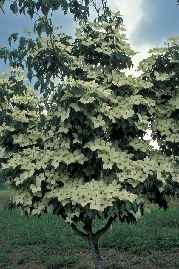 Cornus kousa Greensleeves