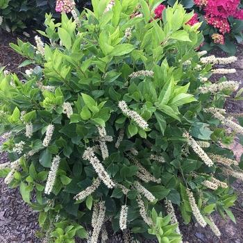 Itea virginica 'Merlot' - Sweetspire from Maple Lane Nursery