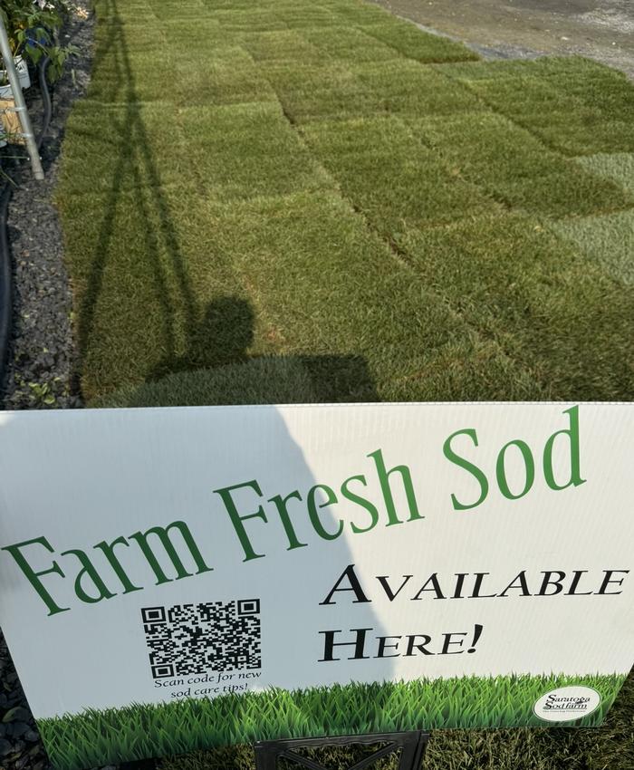 Sod